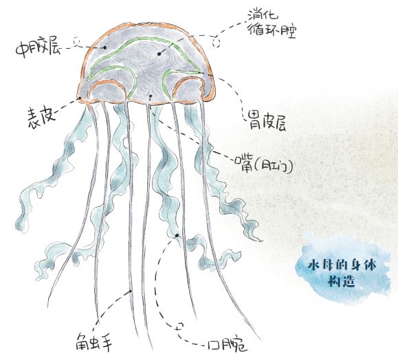 这时候,就有一个超贴心的手绘图示,清晰地把水母的身体结构呈现给读者
