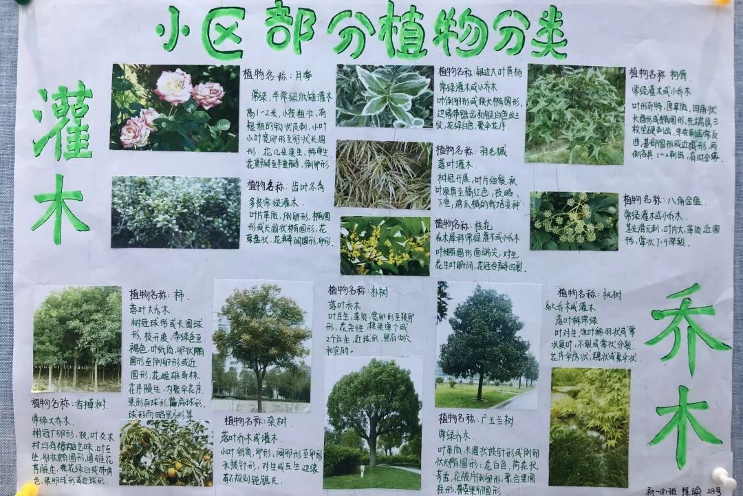 秋天也要点缀绿色国庆初一科学植物分类作业展