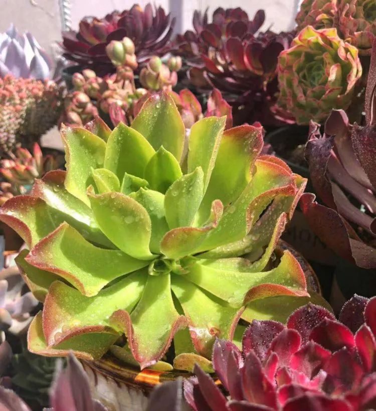 法师新品:青翠欲滴 "檬"动我心,青檬法师育繁记!