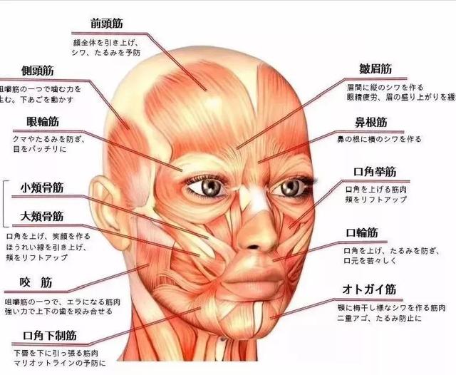 脸部各部分名称图片图片