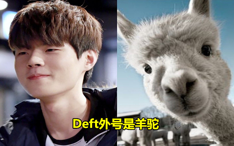 卢老爷和狒狒的相似度起码达到了80%,而deft和羊驼的相似度也很高