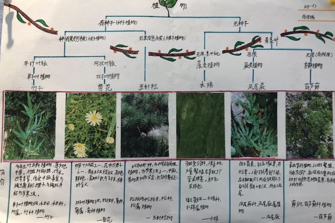 初中植物分类框架图图片