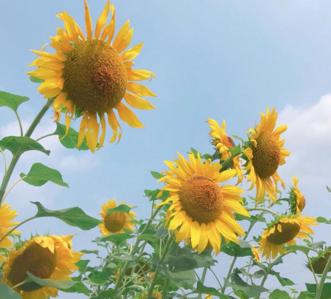 心若向阳何惧冷风浙南ins风的向日葵花海正在向你招手