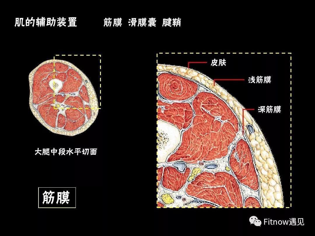 有一种伤不起的痛叫筋膜炎