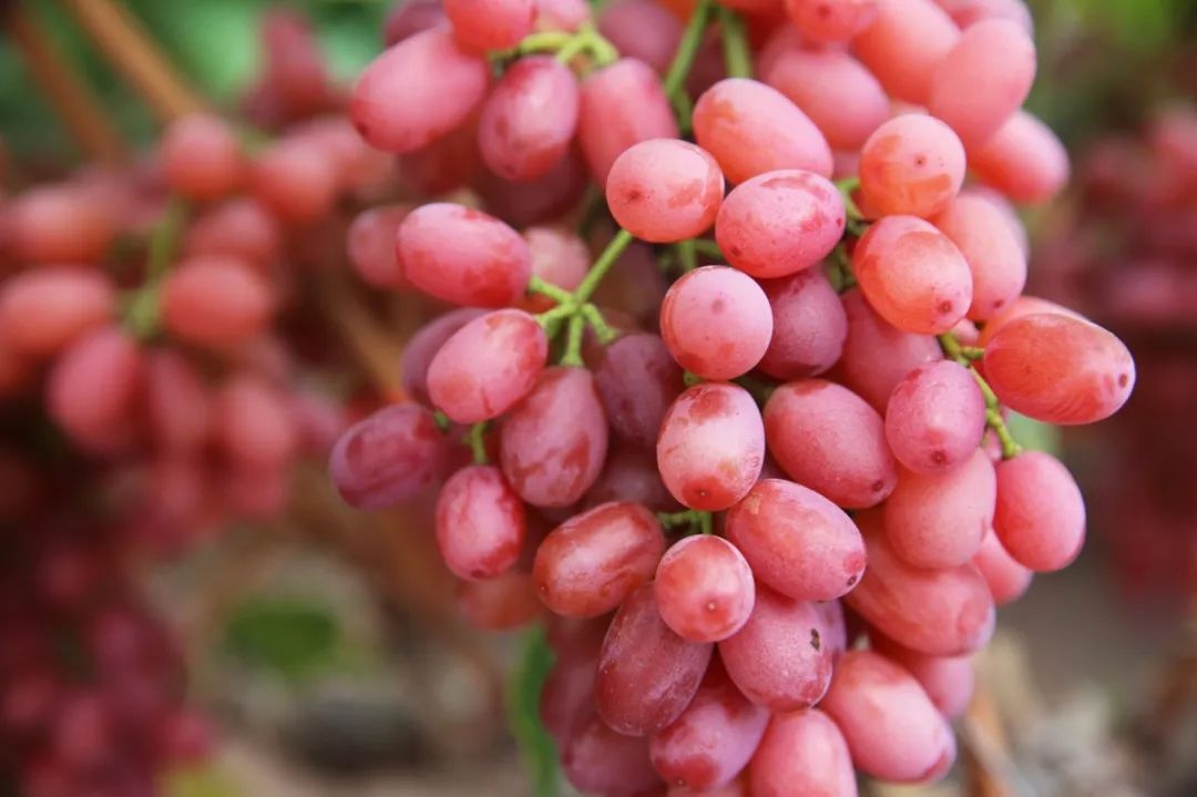 全国晚熟葡萄学术研讨会暨首届中国西昌晚熟葡萄节今日开幕