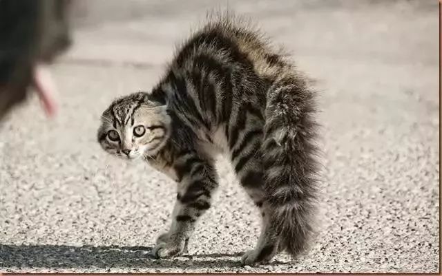 猫一甩尾巴,我就知道它在骂我._source