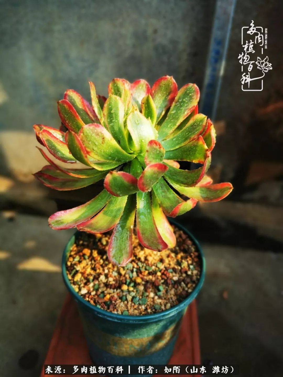 凤凰涅盘浴火重生多肉法师圣斗士们的秋天附养护经验