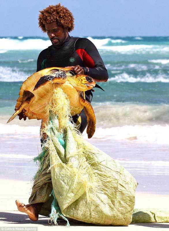 被垃圾伤害的动物令人心酸