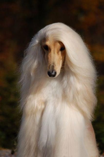 它获称:世界上最漂亮的狗,一身光泽的毛发高贵如女王
