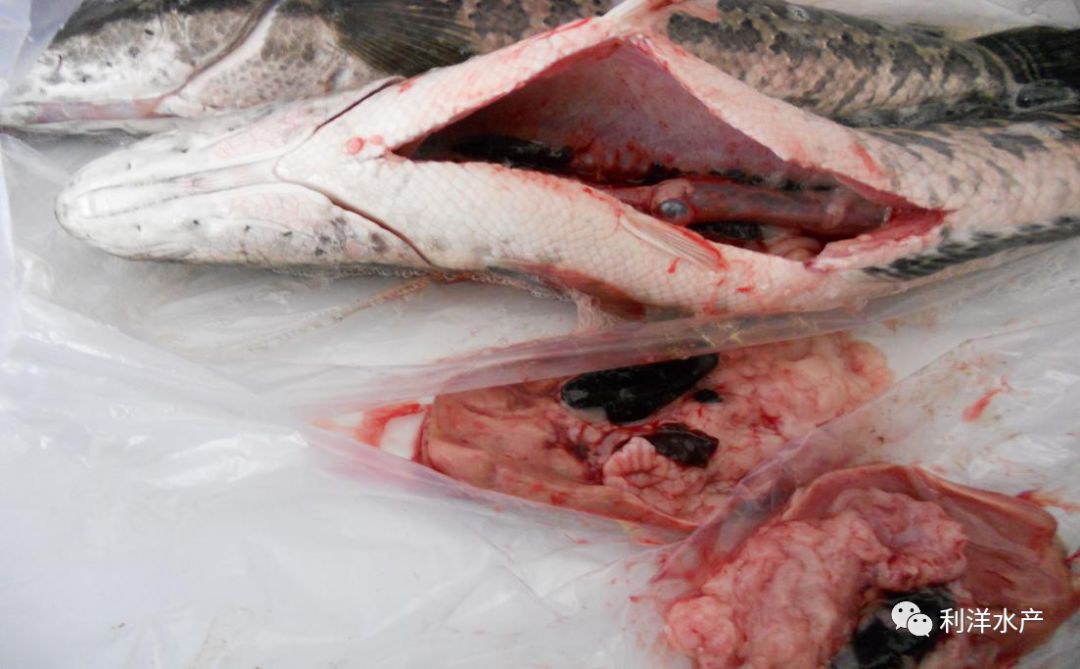 淡水鱼专题杂交鳢弹状病毒病的防控方法