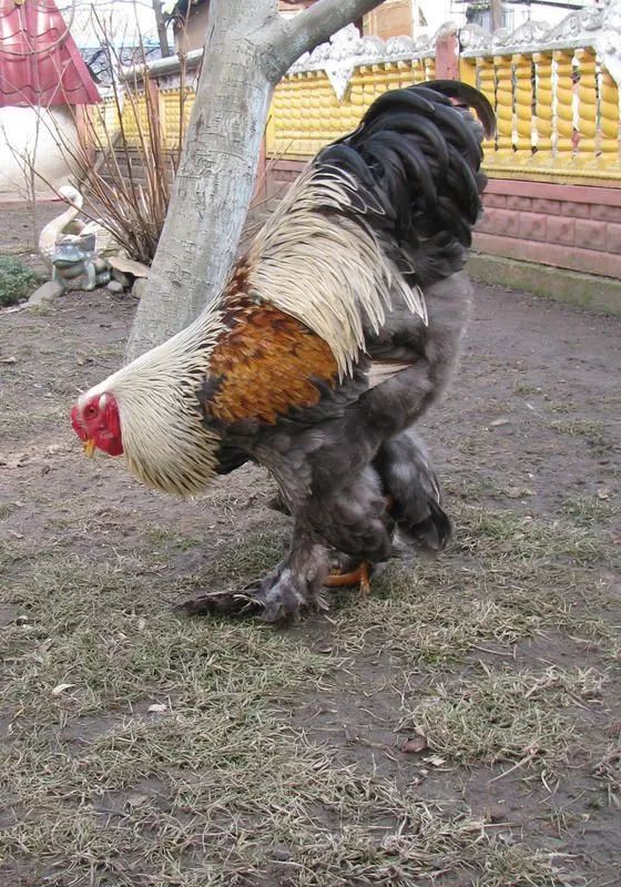 两米高的鸡第一次见