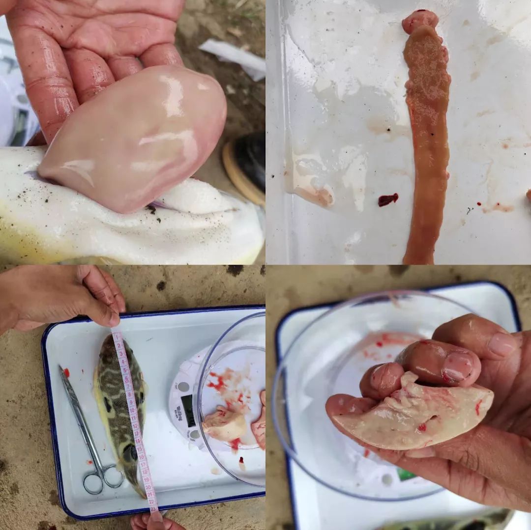 南强牌河豚料,养殖服务与跟踪,信心的保证!