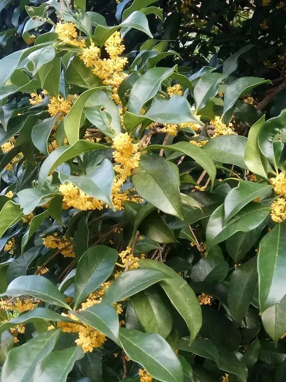 实拍| 金秋时节,小区里的桂花树开花了,真美!~_花友