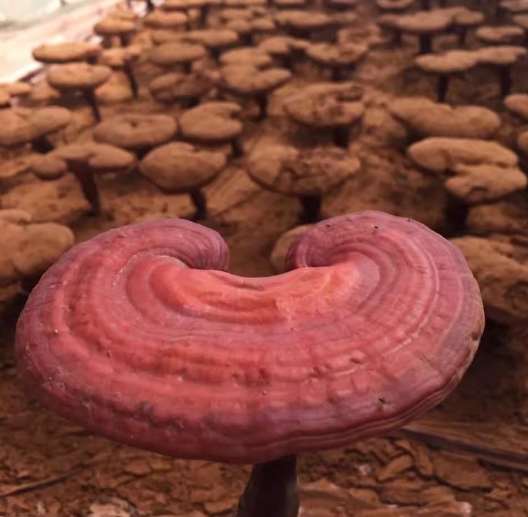 推介品:旌德灵芝