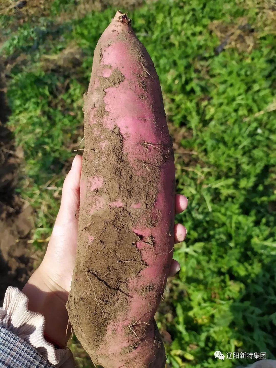 看着这么多诱人的大地瓜,小编赶紧捡起来一个看看,今年这地瓜怎么颜色