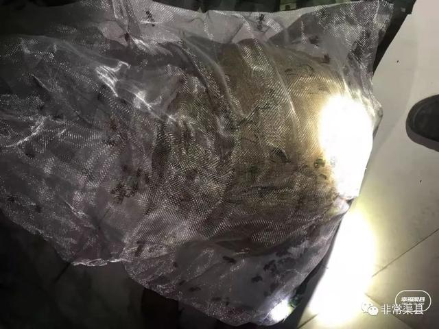 渠县这群人吃了"豹子胆",漫山遍野地捅马蜂窝