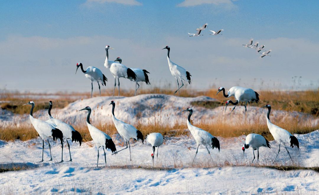 读盘锦|约会丹顶鹤_仙鹤