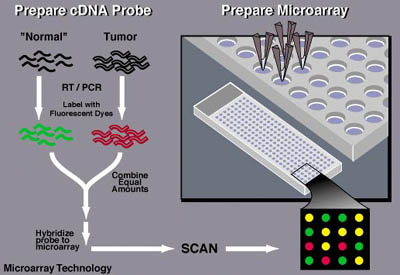 玻片等支持物上,构成的一个二维dna探针阵列,与计算机的电子芯片十分