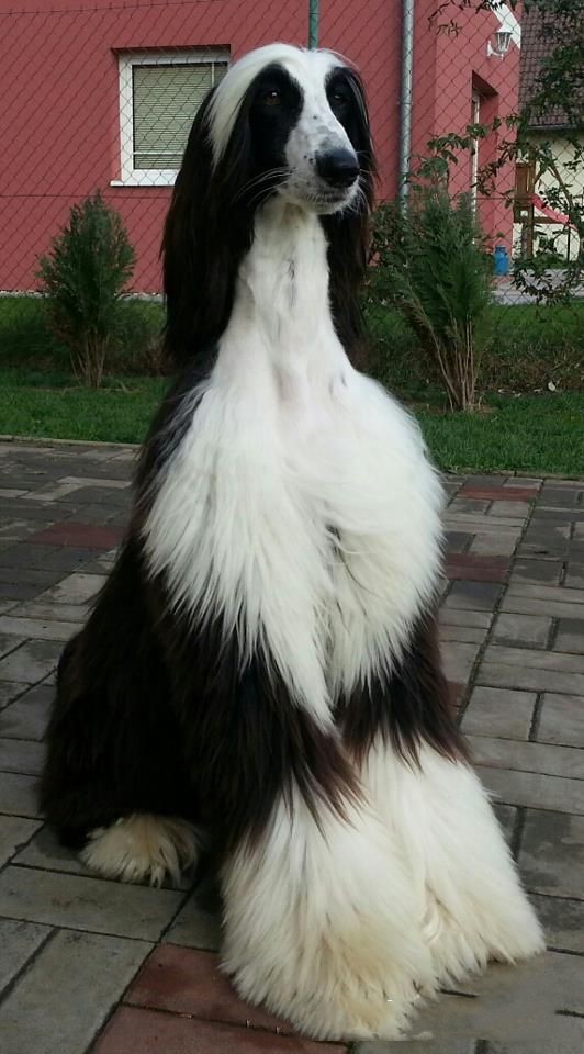 它获称世界上最漂亮的狗一身光泽的毛发高贵如女王