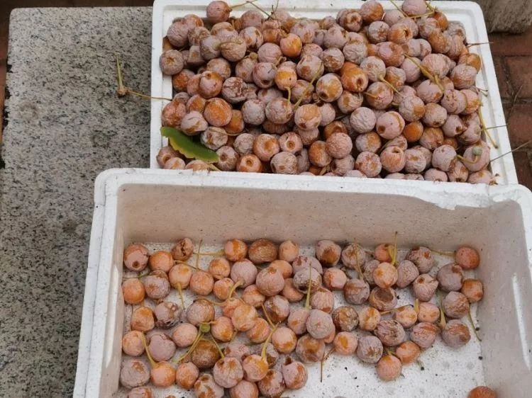 青岛气温要嗷嗷降…路边看见这种果子千万注意!碰都别碰,可能致死