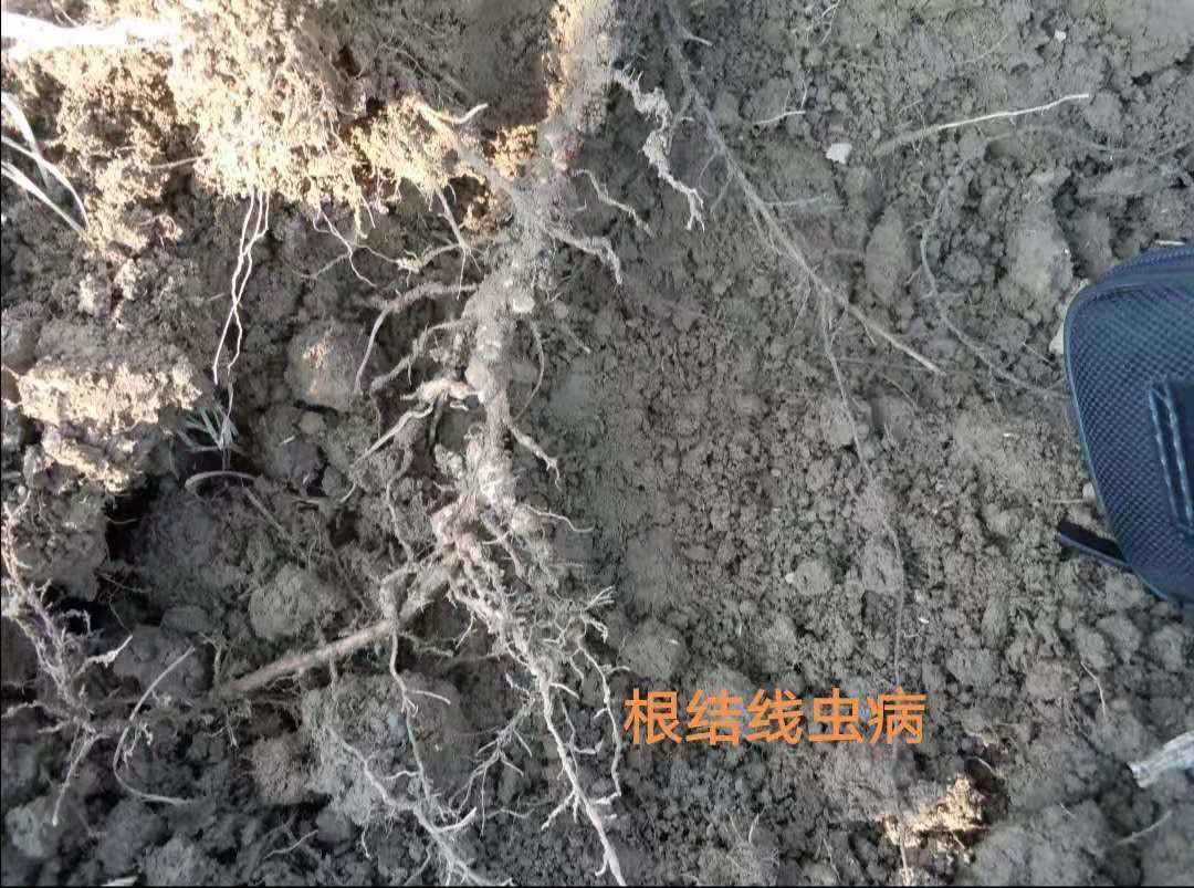 番石榴根系形成大量根瘤怎麼辦