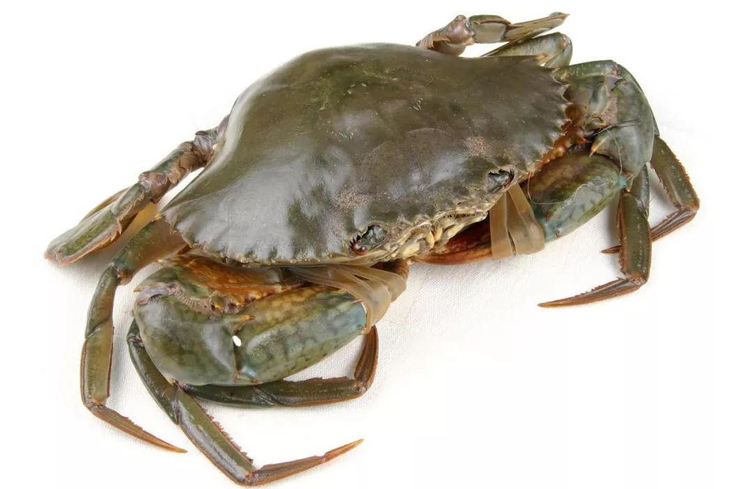 除了大闸蟹中国还有这么多好吃的蟹