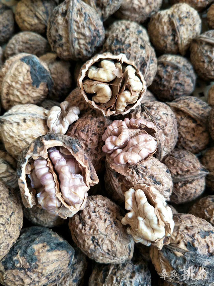 罕见紫皮核桃,比一般核桃好吃太多