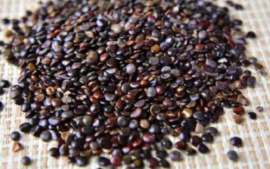 科普一梨润三秋你所不知道的梨