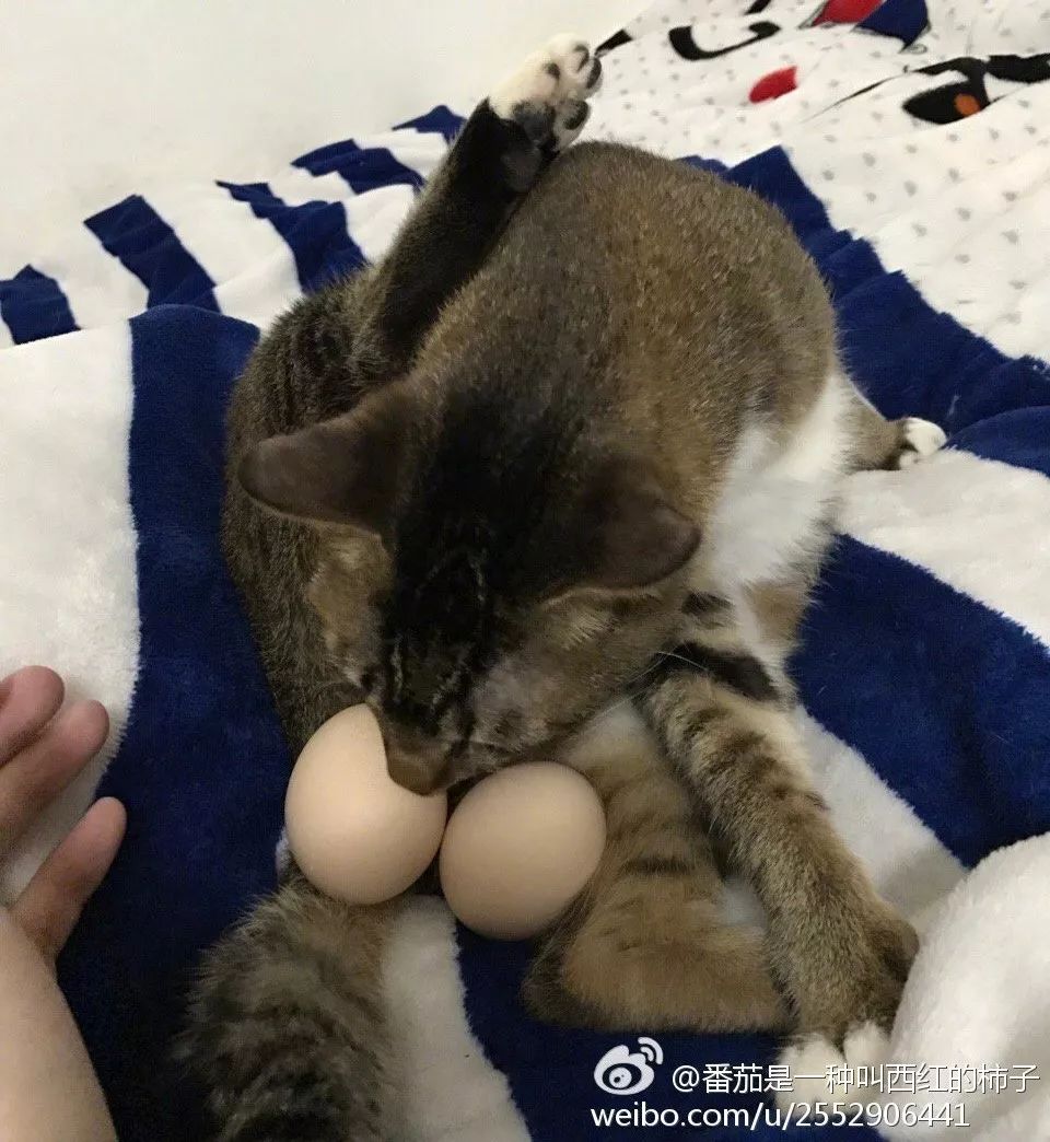 小公猫没了蛋蛋会自卑吗装对儿假的真有用吗