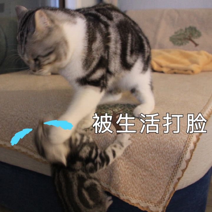 "打脸"事件在生活中真的是屡见不鲜,比如你说要减肥,但是忍不住一口气