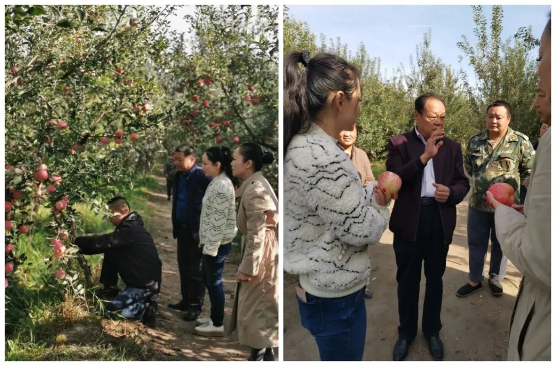 冰糖心來了甜進您的心西商農批市場帶領水果商戶赴新疆阿克蘇產地直採