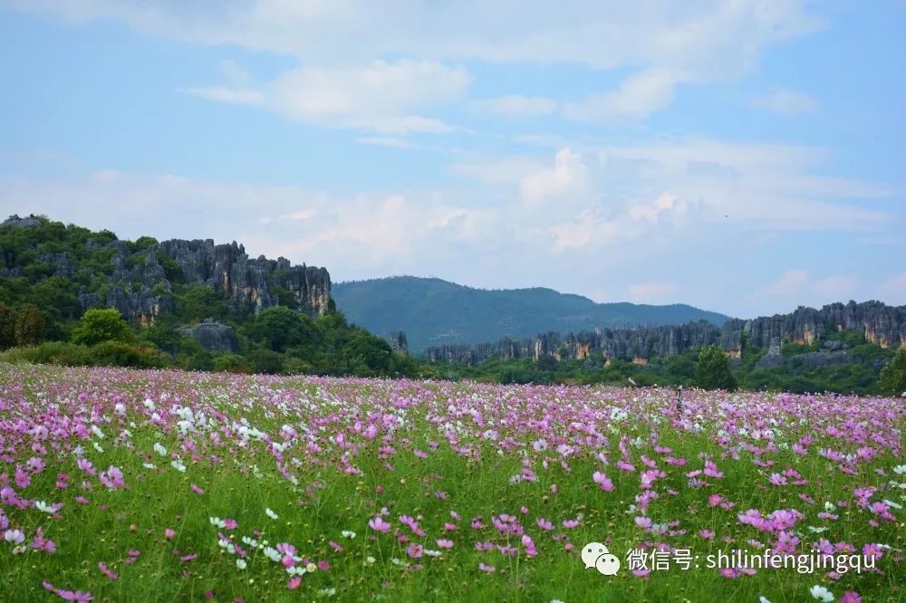 庆国庆游石林观花海