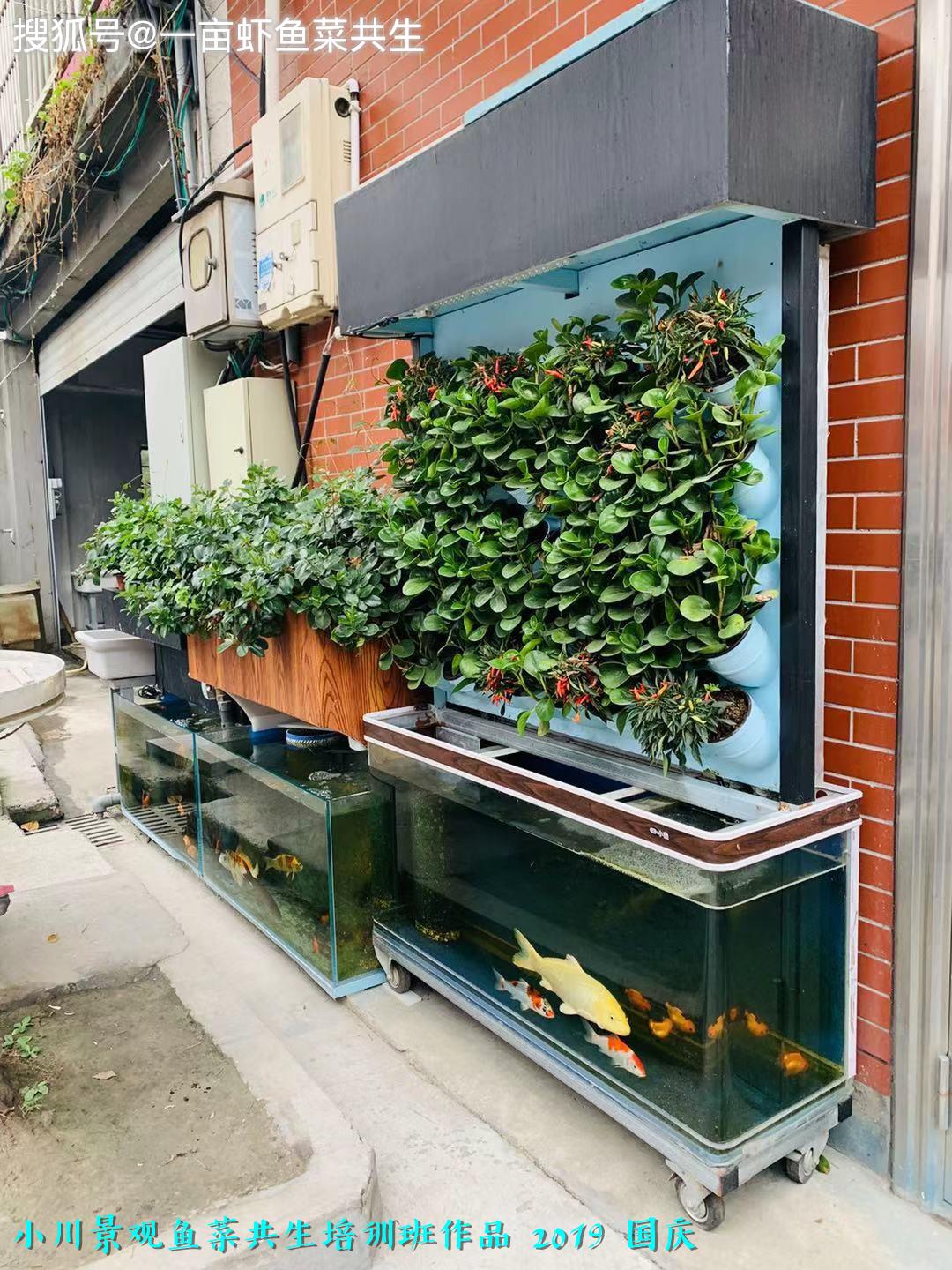 又一个冬天的阳台鱼菜共生景色即将为您呈现眼前