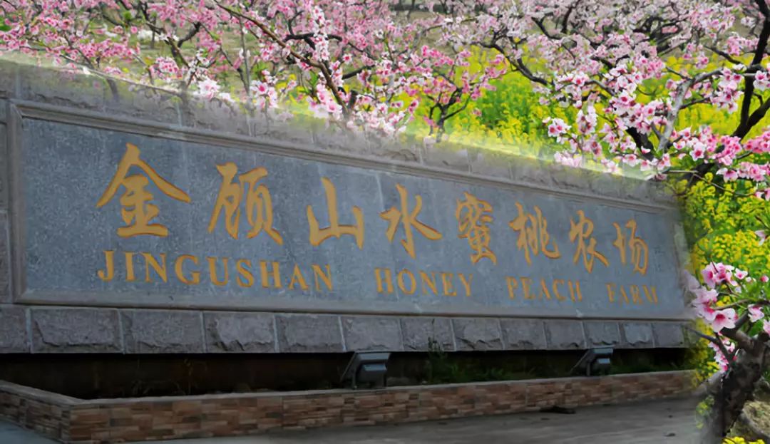 2008年11月,江阴市金顾山水蜜桃专业合作社成立,现有成员160名,以顾山