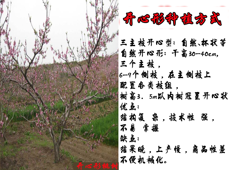 桃花树的资料简介图片