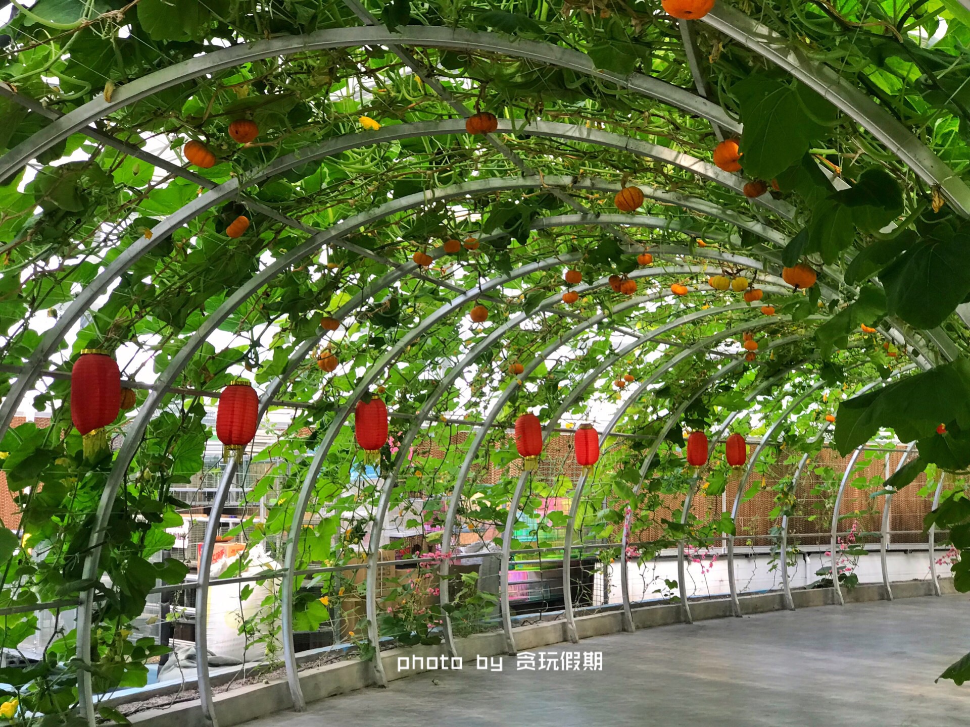 原创一站式玩转大午不仅可以泡温泉还要逛农业观光园看演出