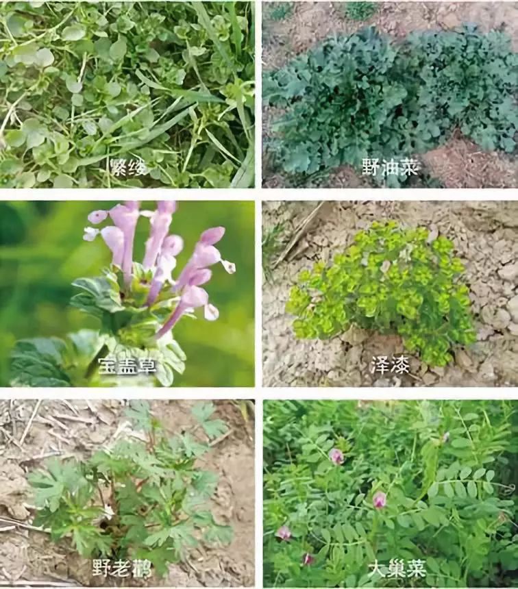 麦田杂草的那点事看完顶两个专家