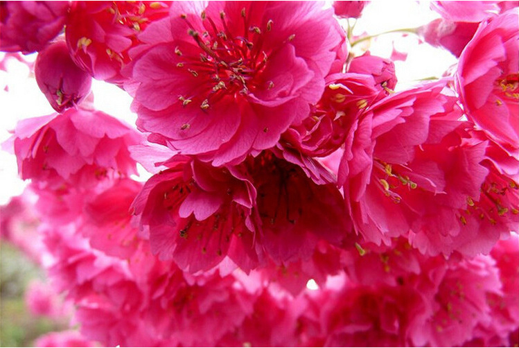 花神与女神之间的纽带台湾牡丹樱