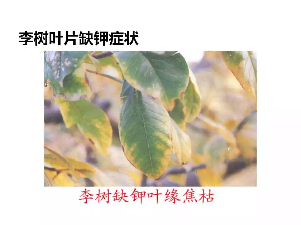 91张各种作物缺钾图