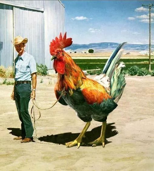 两米高的鸡,第一次见!
