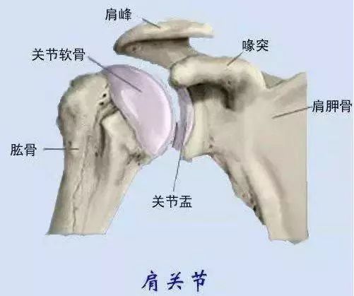 台州骨伤医院骨关节科完成本院首例反式全肩关节置换术