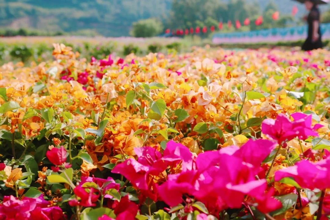 攀枝花还未入秋这里花开成海美到爆拍大片的好去处