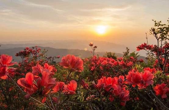 江西的省鸟省花省树是什么原来竟是它们