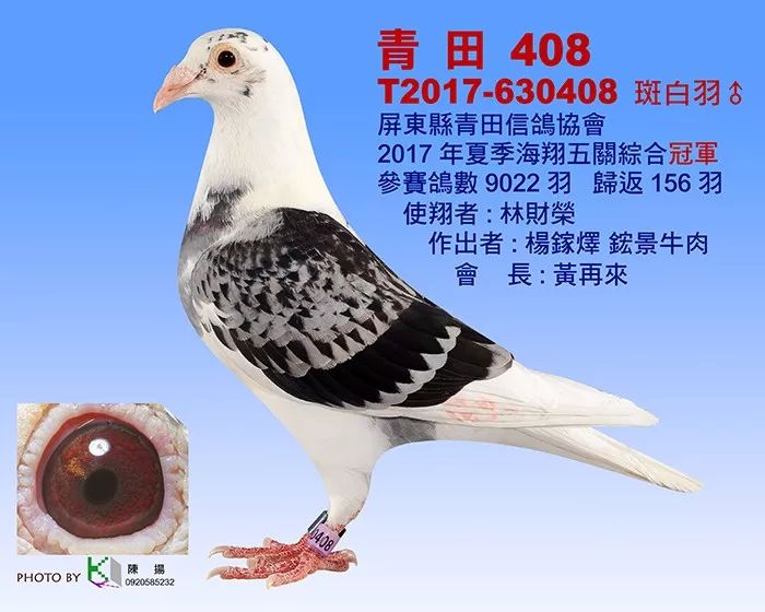 【经验】这样的白条鸽,万里挑一