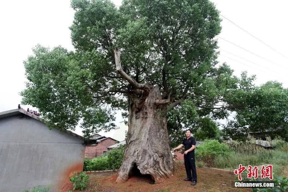 江西的省鸟省花省树是什么原来竟是它们