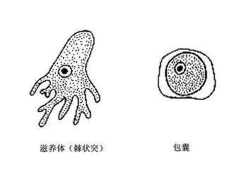 溶組織內阿米巴有包囊期和滋養體期兩種形態.