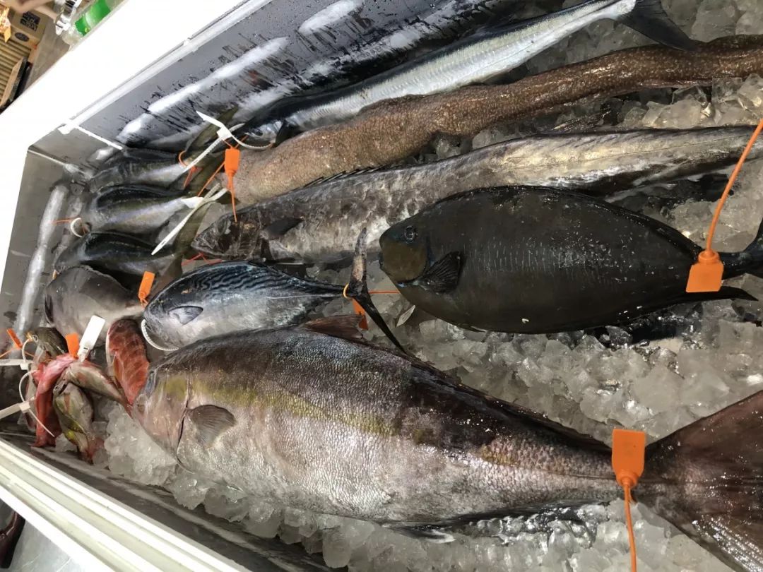 500斤蓝鳍金枪鱼惊现百色!现场开鱼,免费品尝,想尝鲜的吃货别错过了