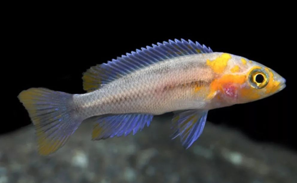 brichardi kigoma green faceno:86黄金二线女王chalinochromis bi