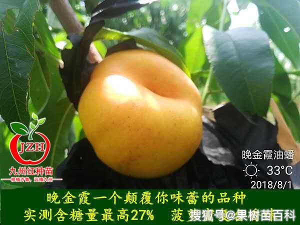 晚金霞油蟠桃树苗的优点与缺点