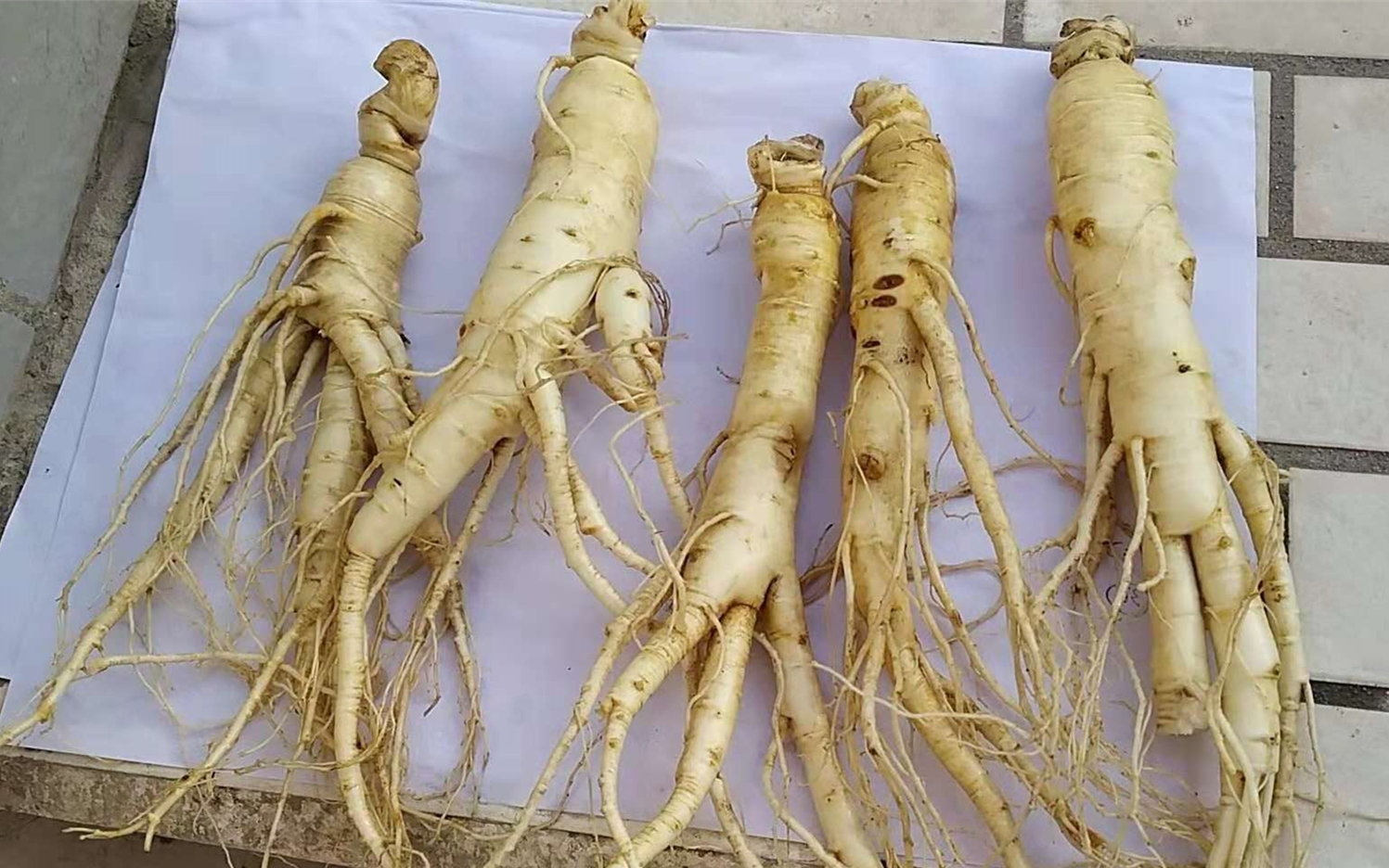 酒参不怕巷子深_人参